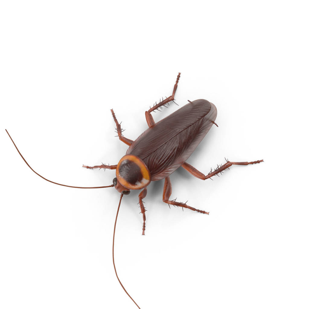 κατσαρίδα---cockroach