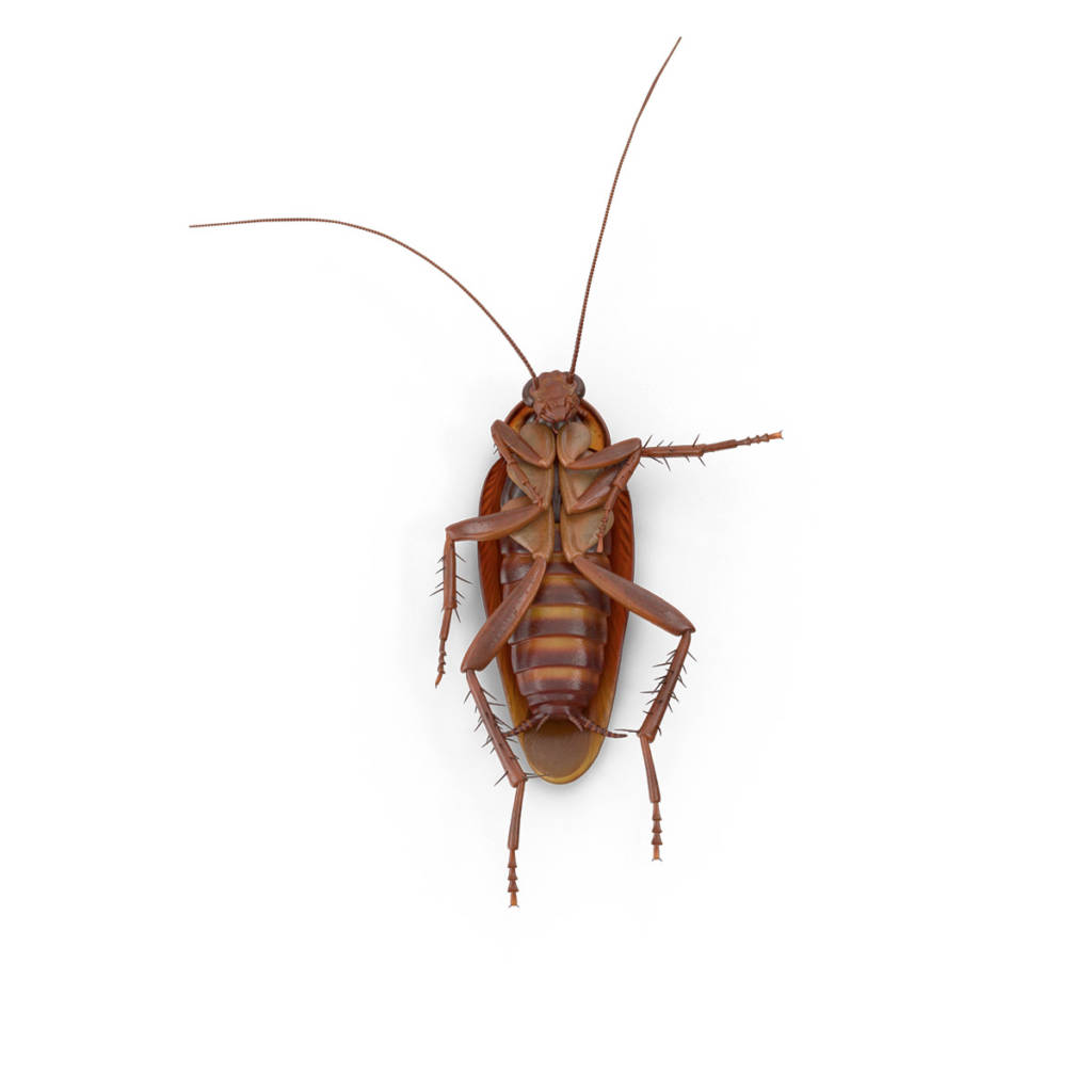 κατσαρίδα---cockroach-2
